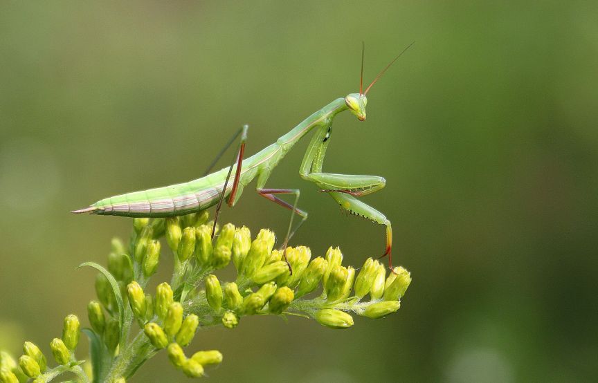 Mantis religiosa: femmina, maschio e ninfe